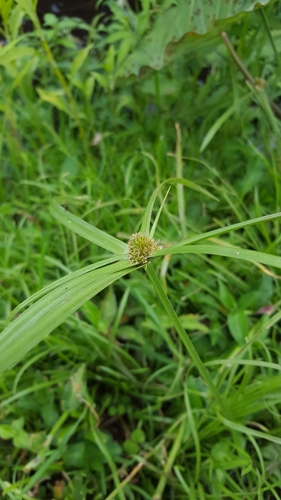 Kyllinga polyphylla image