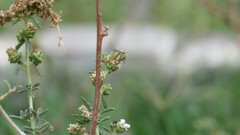 Diadasia