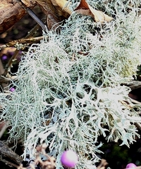 Usnea subfloridana