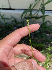 Nuttallanthus canadensis