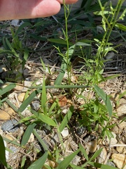 Nuttallanthus canadensis