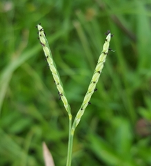 Paspalum distichum