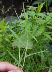 Paspalum distichum