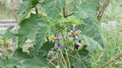 Solanum palinacanthum