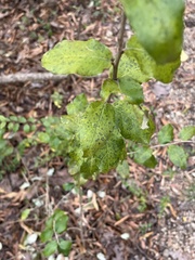 Elaeagnus pungens