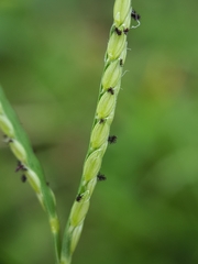 Paspalum distichum