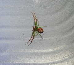 Diaea