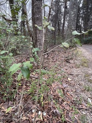 Elaeagnus pungens