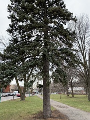 Picea glauca