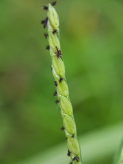 Paspalum distichum