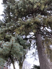 Picea glauca