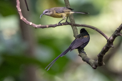 Nectarinia kilimensis