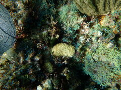 Palythoa caribaeorum