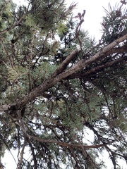 Picea glauca
