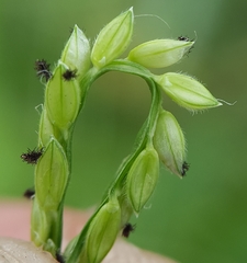 Paspalum distichum