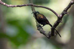 Nectarinia kilimensis