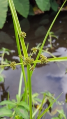 Cyperus difformis
