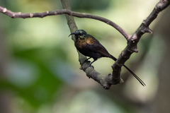 Nectarinia kilimensis