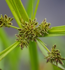Cyperus difformis