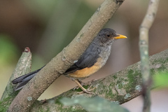 Turdus pelios