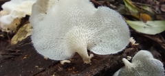 Pleurotus pulmonarius