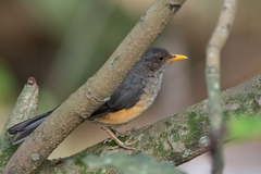 Turdus pelios
