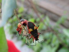 Dysdercus albofasciatus