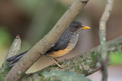 Turdus pelios