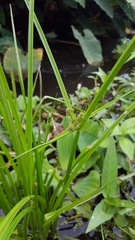 Cyperus difformis