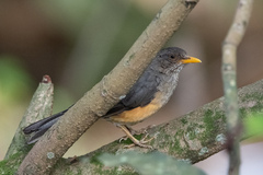 Turdus pelios