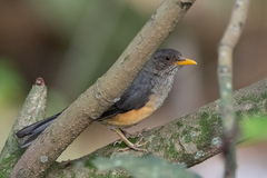 Turdus pelios