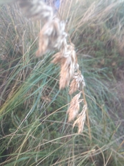 Ampelodesmos mauritanicus