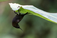 Nectarinia kilimensis