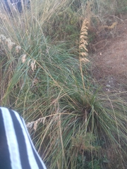 Ampelodesmos mauritanicus