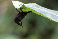 Nectarinia kilimensis