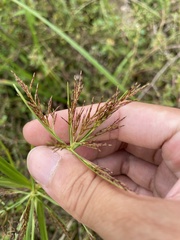 Cyperus distans