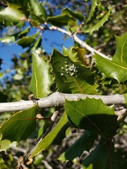 Aleuroplatus coronata