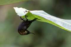 Nectarinia kilimensis