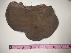Inonotus