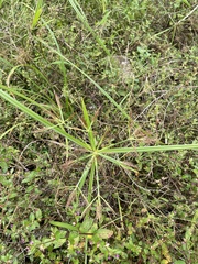 Cyperus distans