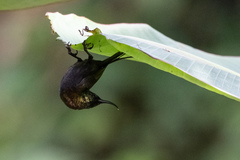 Nectarinia kilimensis