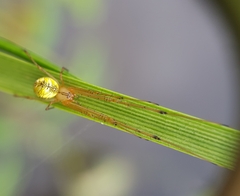 Tylorida striata