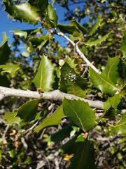 Aleuroplatus coronata