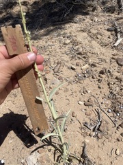 Penstemon angustifolius