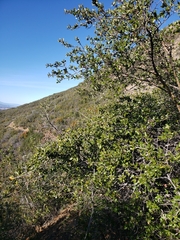 Aleuroplatus coronata