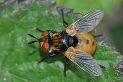 Gymnosoma rotundatum