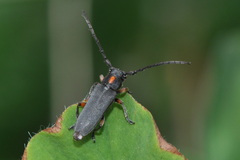 Phytoecia pustulata