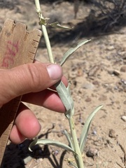 Penstemon angustifolius