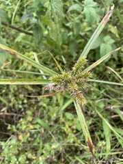 Cyperus cyperoides
