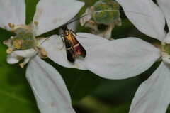 Adela australis